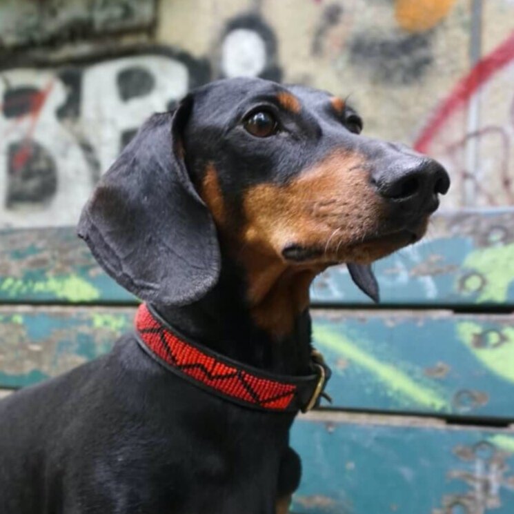 Zoom