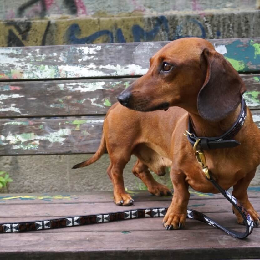 Zoom