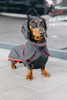 Black Parka for Dachshunds – Red Fleece Lining