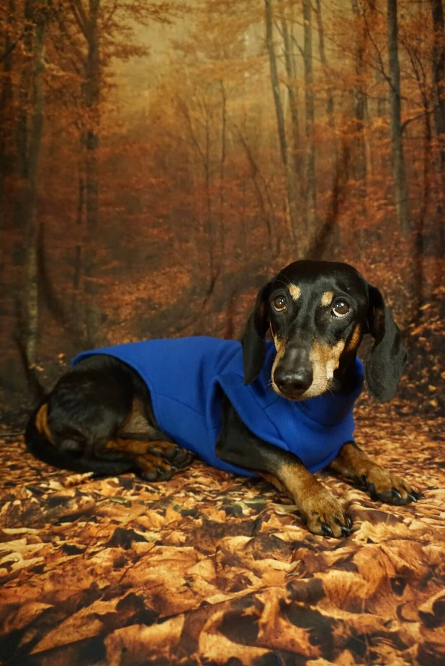 Royal Blue Fleece Pullover for Dachshunds