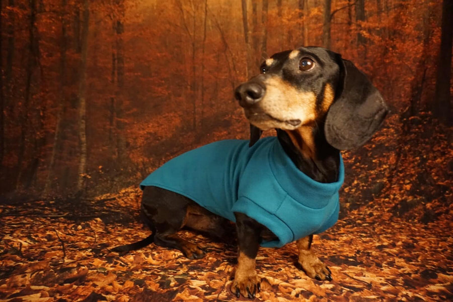 Petrol Blue Fleece Pullover for Dachshunds