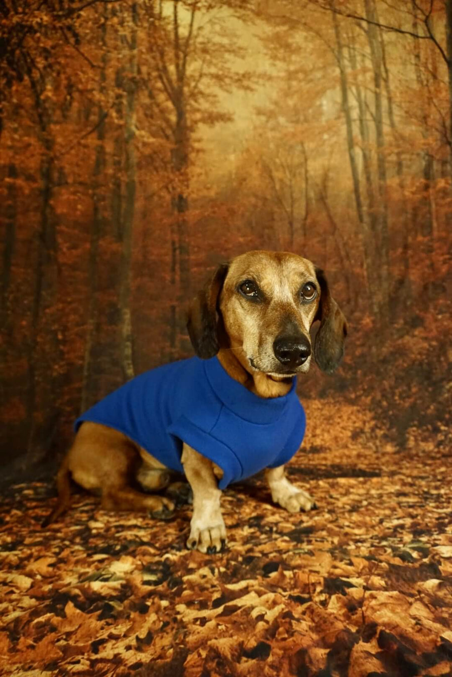 Pull polaire bleu roi pour teckels