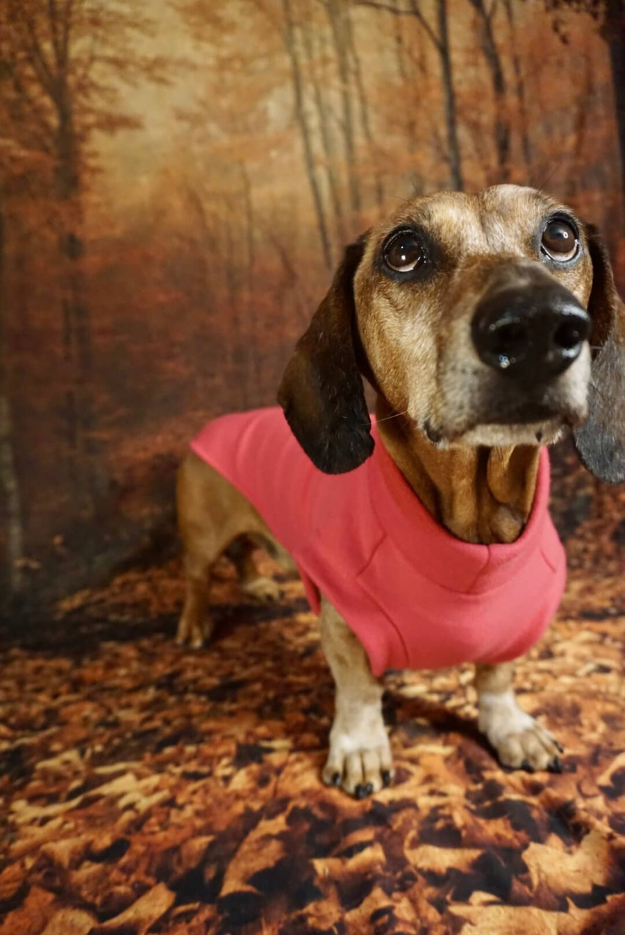 Pink Fleece Pullover for Dachshunds