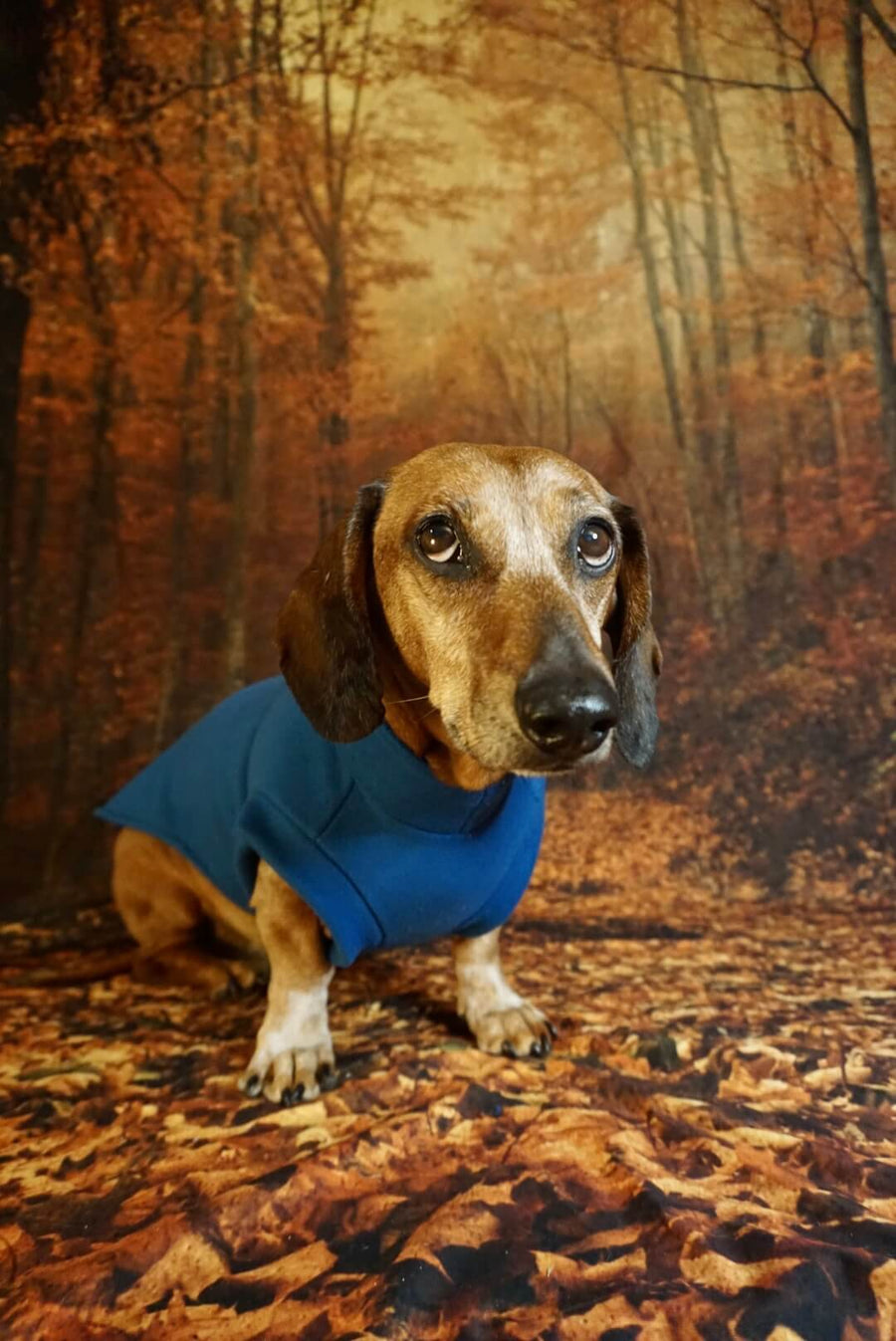 Jeans Blue Fleece Pullover for Dachshunds