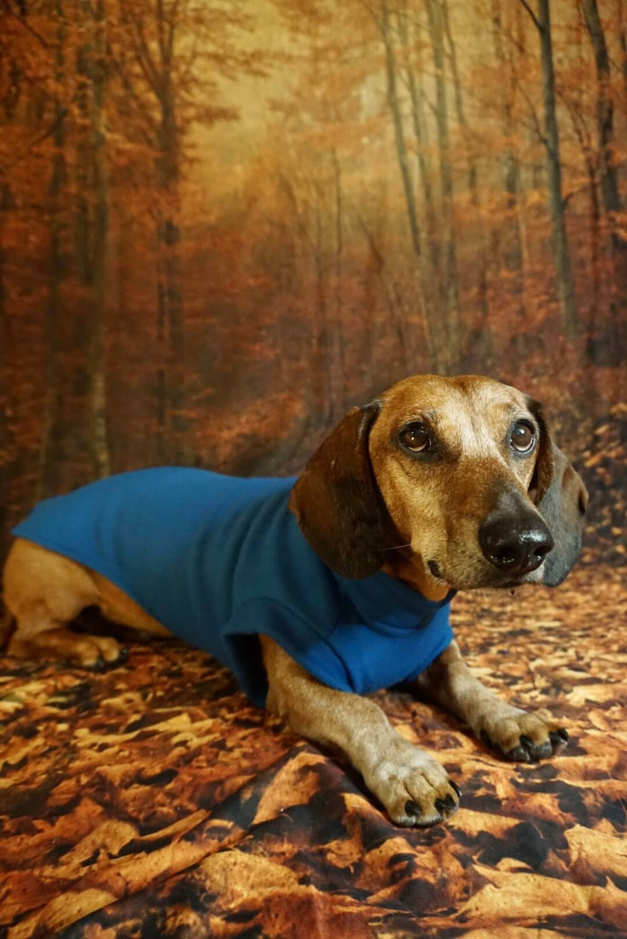 Jeans Blue Fleece Pullover for Dachshunds