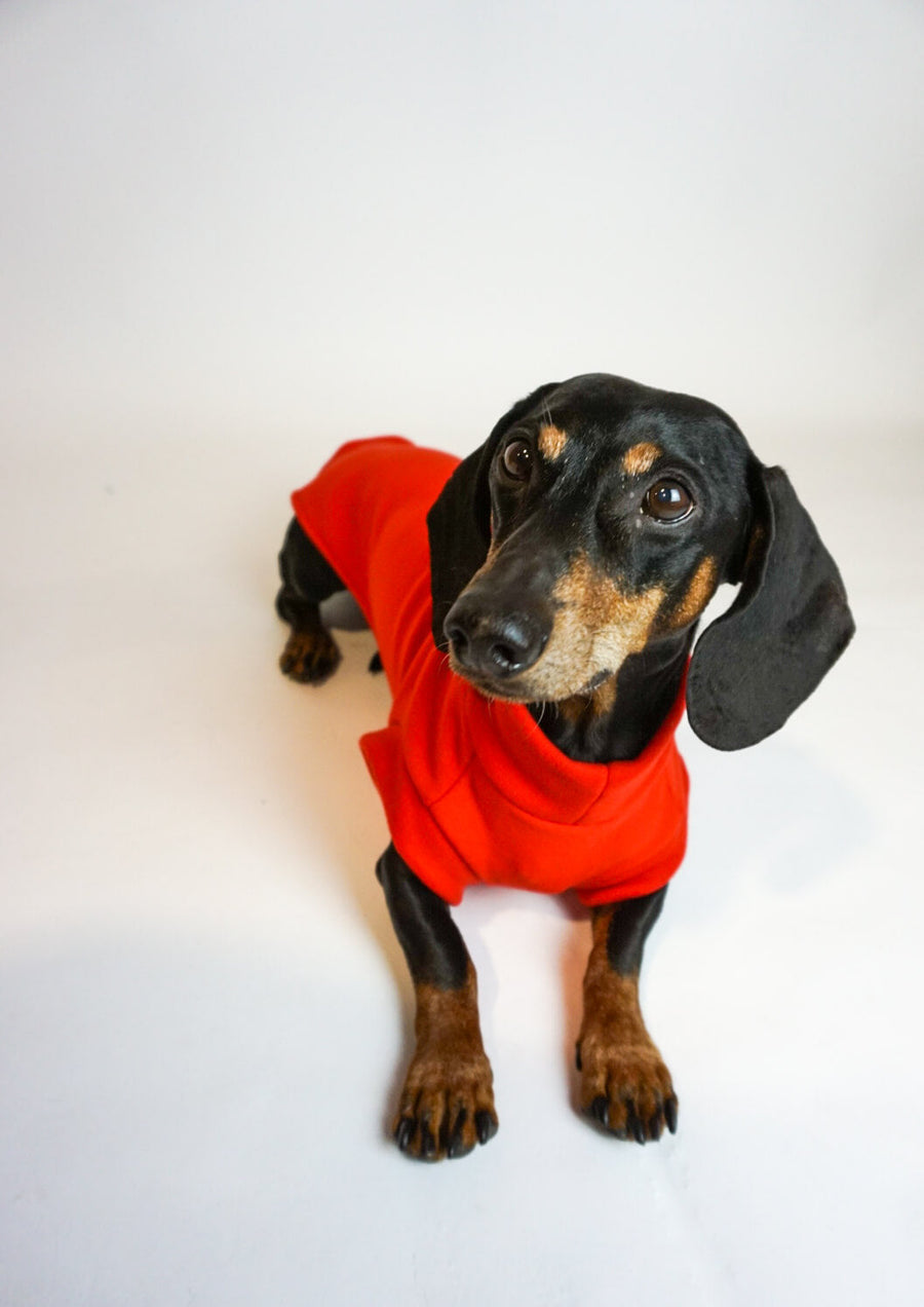 🎁 Red Fleece Pullover for Dachshunds (100% off)