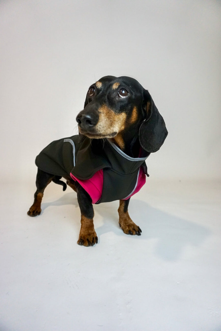 Manteau Softshell noir pour chien avec poitrine couverte