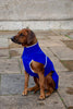 Blue Softshell coat for larger Breeds