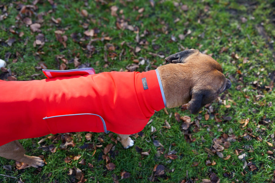 Red Softshell coat for larger Breeds