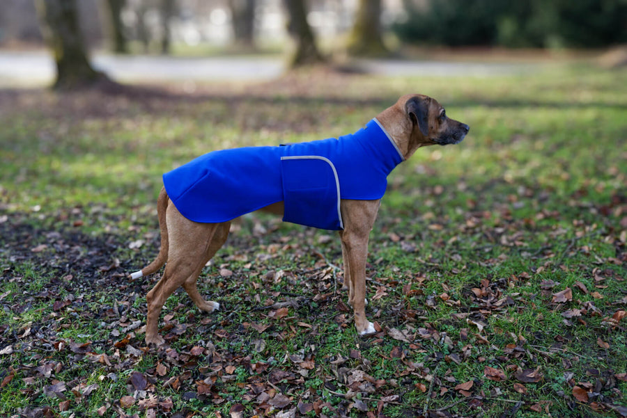 Blue Softshell coat for larger Breeds