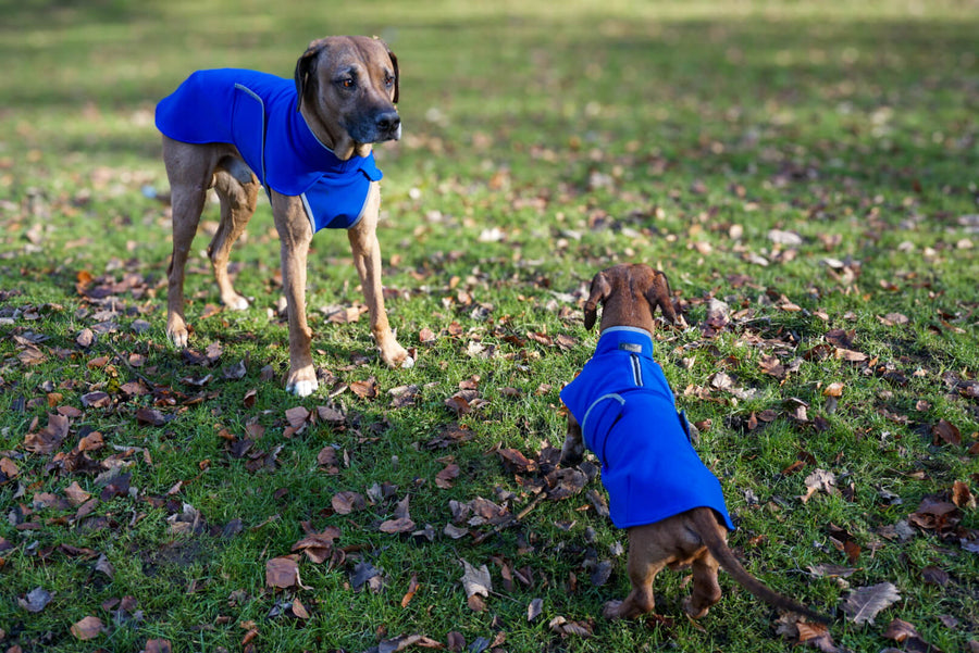 Blue Softshell coat for larger Breeds