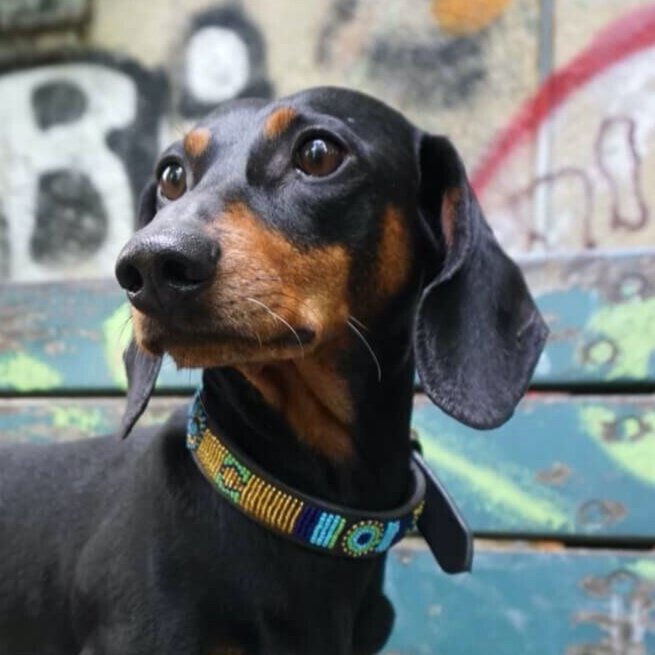 Collier pour chien Massai Venise