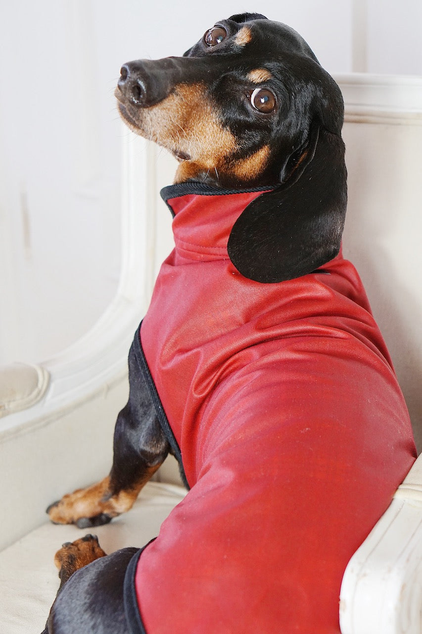 Dachshund wearing red dog coat