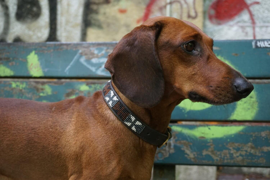 Collier pour chien Massai Mykonos 