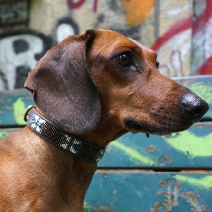 Massai dog collar Mykonos